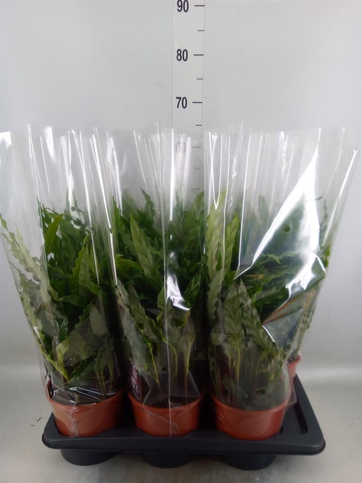 <h4>Calathea rufibarba 'Blue Grass'</h4>