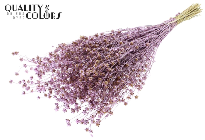 <h4>Droogbloemen   ...bewerkt H%</h4>