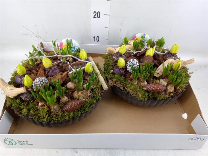 <h4>Arr.   Bol/Knolgewas L%</h4>