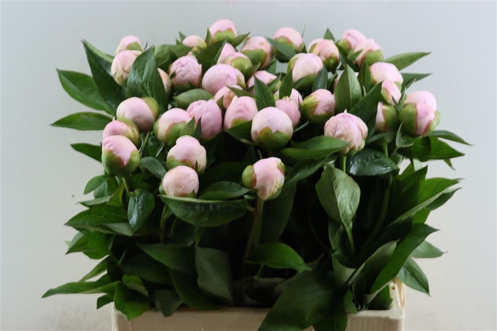 <h4>Paeo L Pink Vanguard</h4>