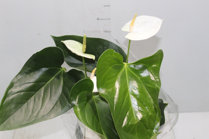 <h4>ANTHURIUM SUMI P17</h4>