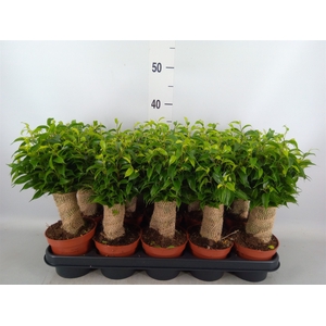 Ficus benja. 'Natasja'