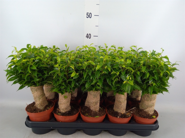 <h4>Ficus benja. 'Natasja'</h4>
