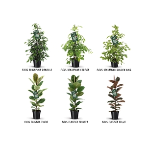 Ficus Groen mix