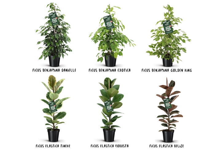 <h4>Ficus Groen mix</h4>