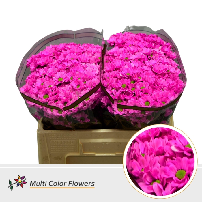 <h4>Chrysanthemum SA 'Bowie'  .color H%</h4>
