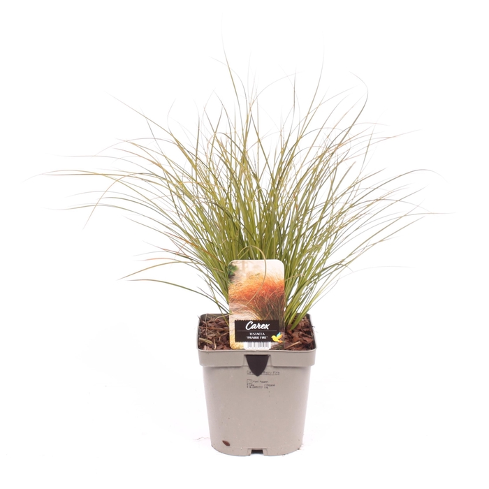 <h4>Carex testacea 'Prairie Fire'</h4>