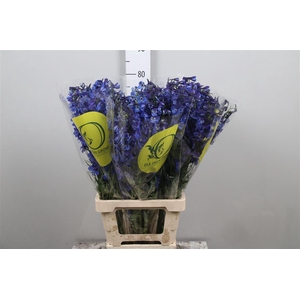 Delph En Volkerfrieden