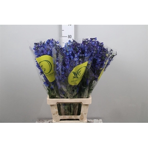 Delph En Volkerfrieden