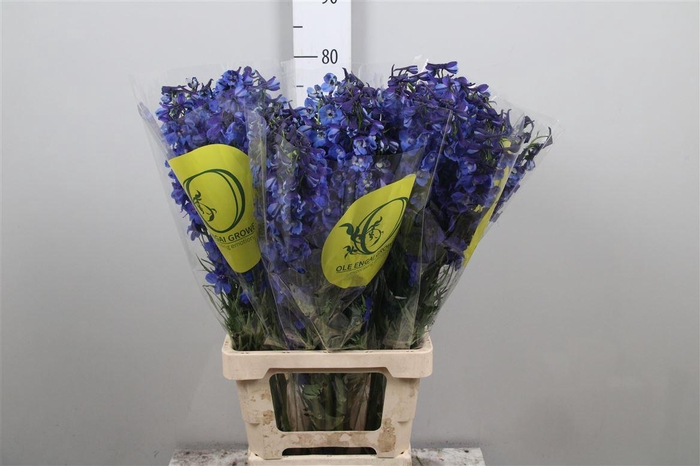 <h4>Delph En Volkerfrieden</h4>