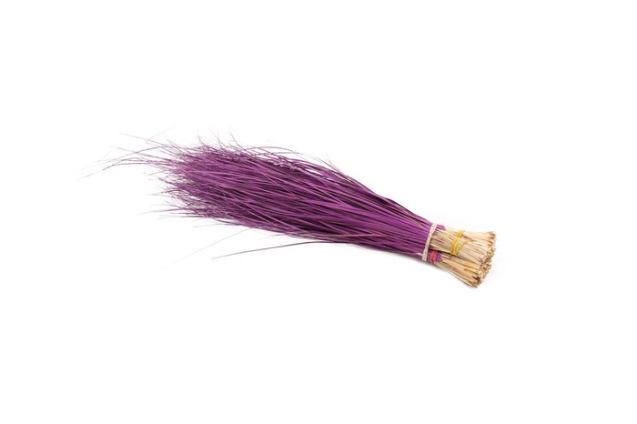 <h4>Beargrass Lilac</h4>