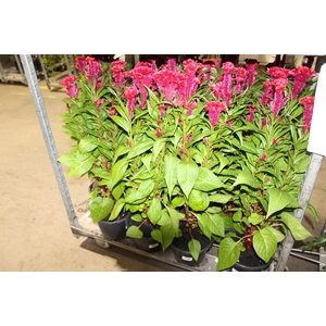CELOSIA CRISTATA P24 VERMELHO