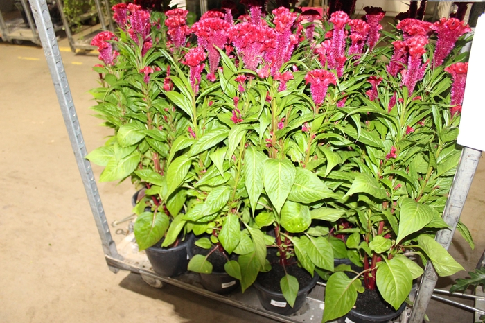 <h4>CELOSIA CRISTATA P24 VERMELHO</h4>