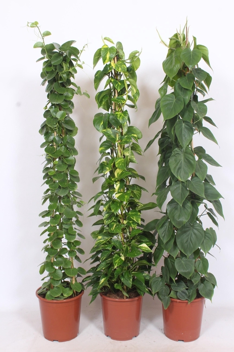 <h4>Mixkar piramide</h4>