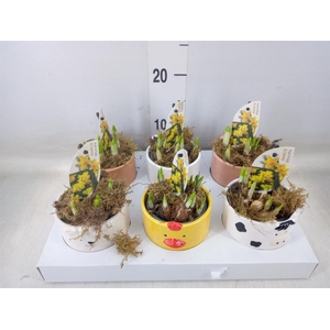 Narcissus  'Tete a tete'