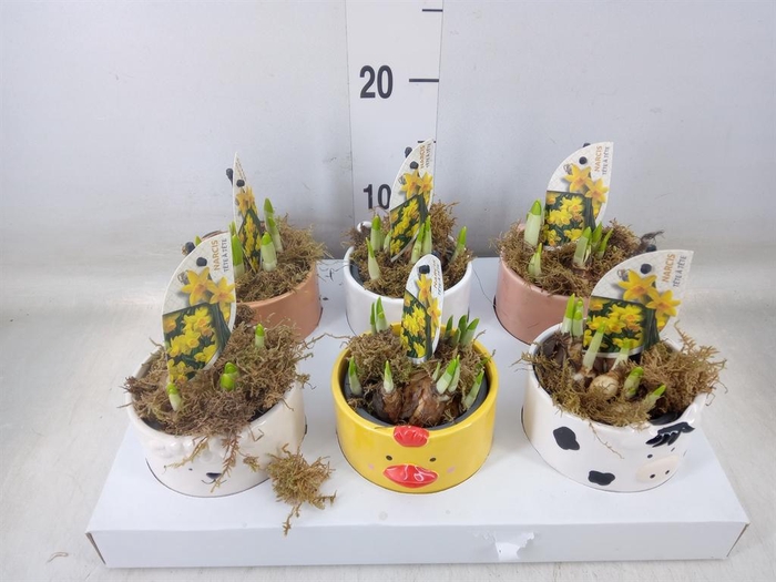 <h4>Narcissus  'Tete a tete'</h4>