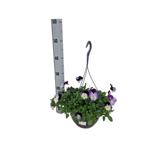 VIO WI CO WA VIOL WI