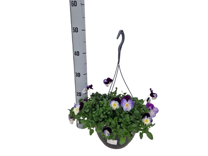 <h4>VIO WI CO WA VIOL WI</h4>