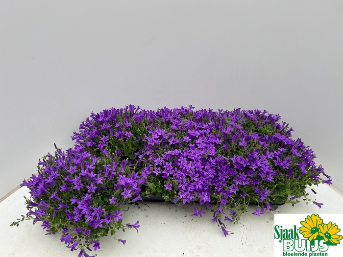 <h4>CAMP POR KRIS</h4>