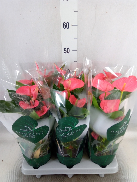 <h4>Anthurium andr. 'Melito'</h4>