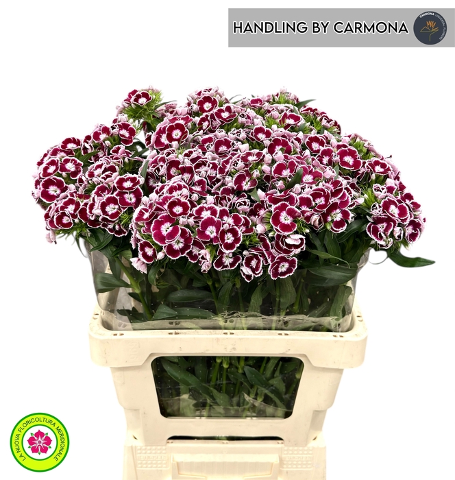 <h4>DI BARB KING BRE</h4>