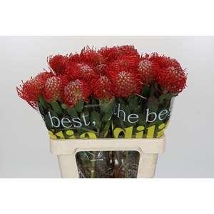 LEUCO AYOBA RED