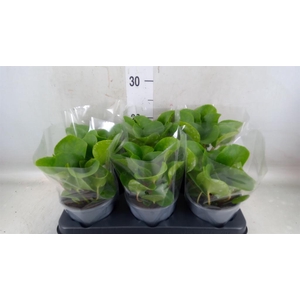 Pilea peperomioides