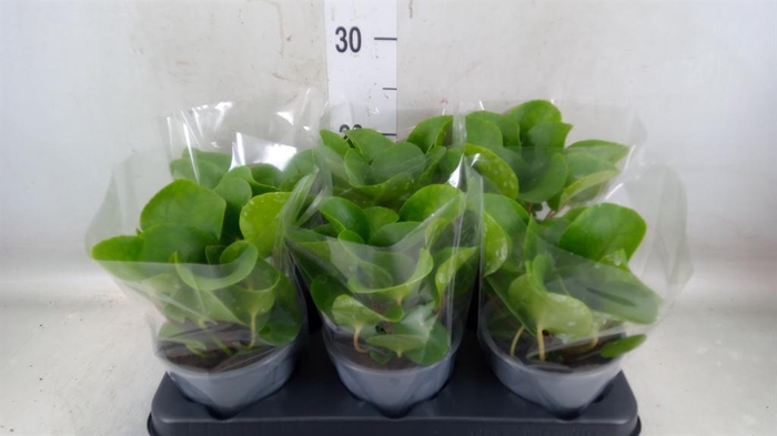 <h4>Pilea peperomioides</h4>