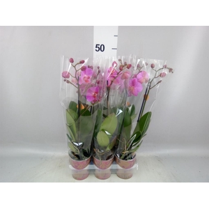 Phalaenopsis 'Ant Fredrikstad'