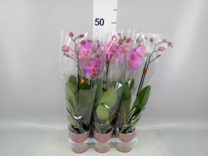 <h4>Phalaenopsis 'Ant Fredrikstad'</h4>