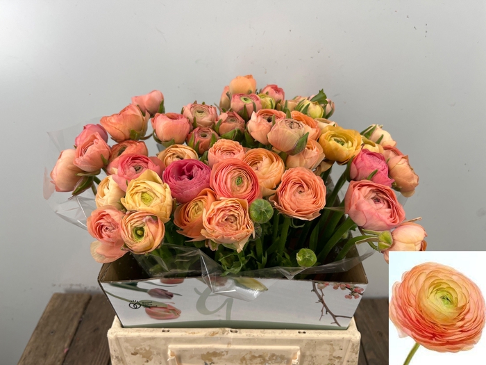 <h4>RAN EL SALMON</h4>