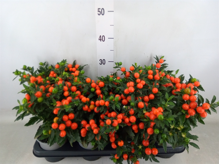<h4>Solanum pseudocapsicum 'Bartoli'</h4>