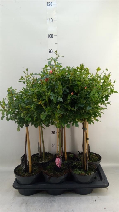 <h4>Rosa ST  ...</h4>