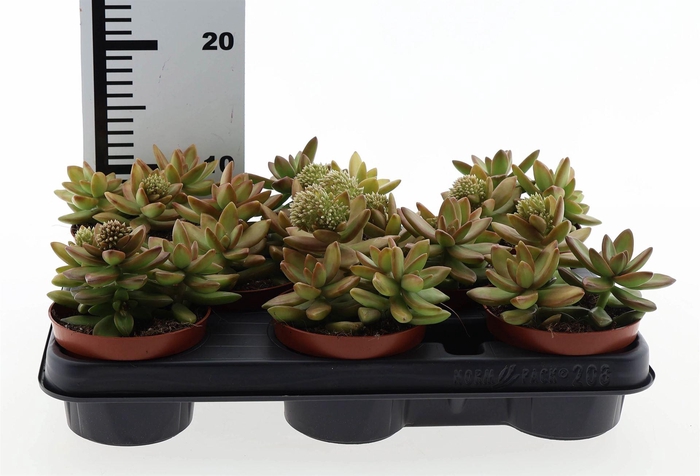 <h4>Sedum   ...</h4>