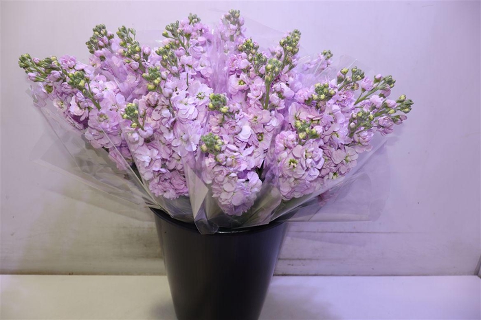 <h4>Matth Mathilda Pink X3</h4>