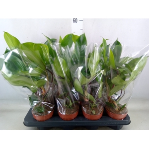 Philodendron   ...