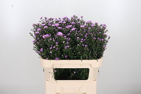 <h4>ASTER PAINTED LADY</h4>