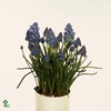 Muscari  'Fantasy Creation'