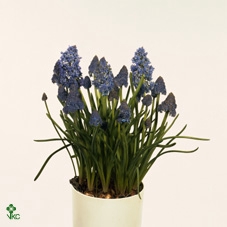 Muscari  'Fantasy Creation'