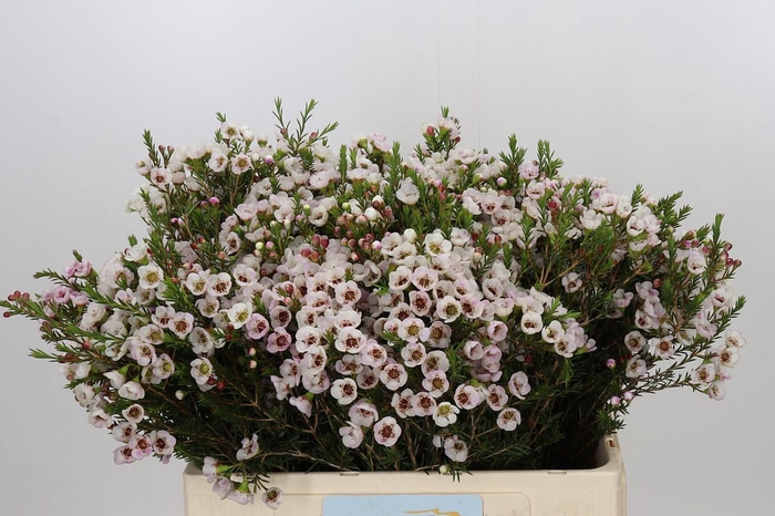 <h4>Chamelaucium Moonlight Delight</h4>