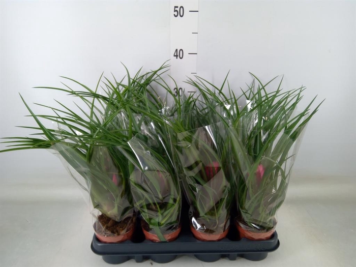 <h4>Tillandsia cyanea</h4>