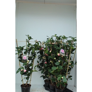 Camellia William Bartlett 17Ø 90cm 15fl