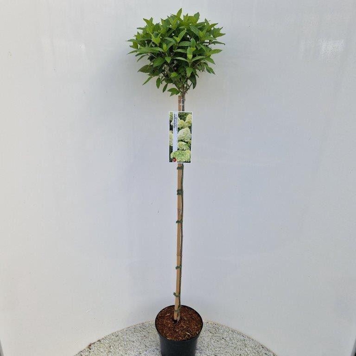 <h4>Hydrangea paniculata Limelight</h4>