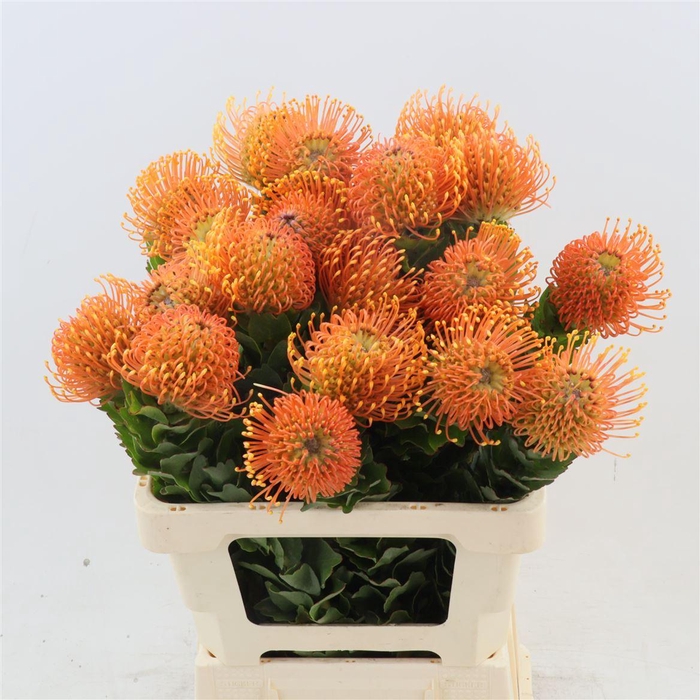 <h4>Leucospermum cordifolium Petercon</h4>