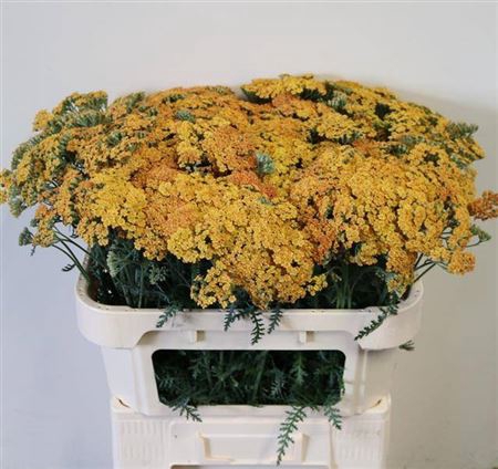 <h4>Achil Terracotta 70</h4>