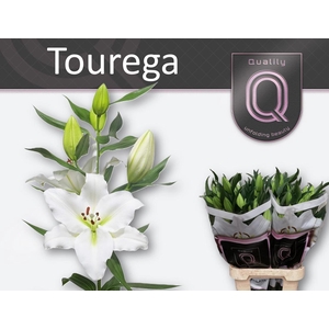 LI OR TOUREGA 5+