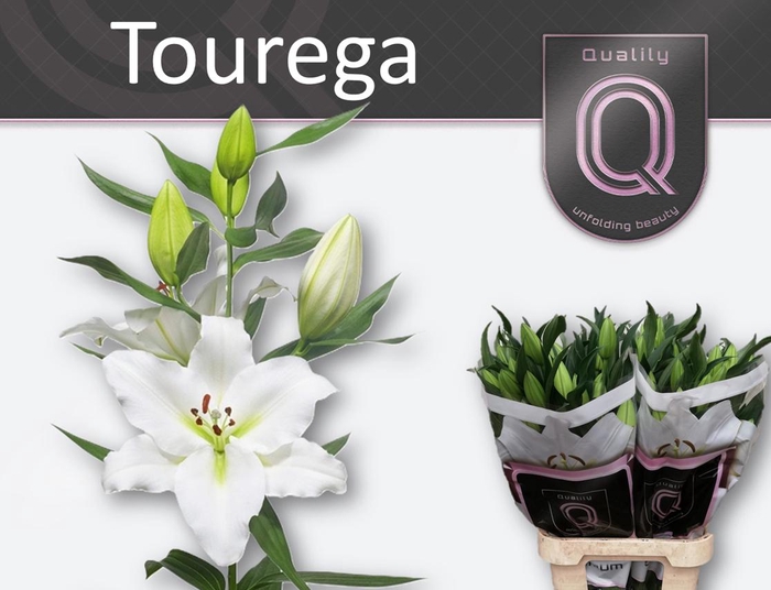 <h4>LI OR TOUREGA 5+</h4>
