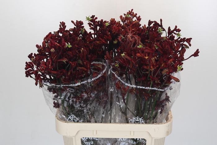 <h4>Anigozanthos Early Spring</h4>