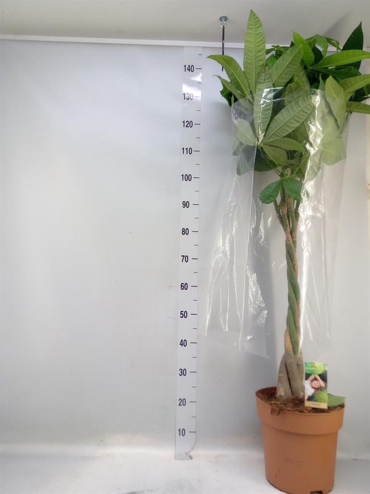 <h4>Pachira aquatica</h4>