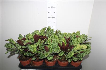 <h4>Ctenanthe Burle-marx</h4>